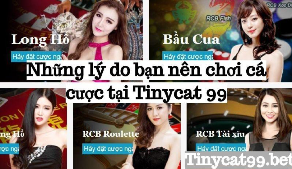 lí do nên chơi cá cược tinycat99, Chơi cá cược tại Tinycat99, choi ca cuoc tinycat99