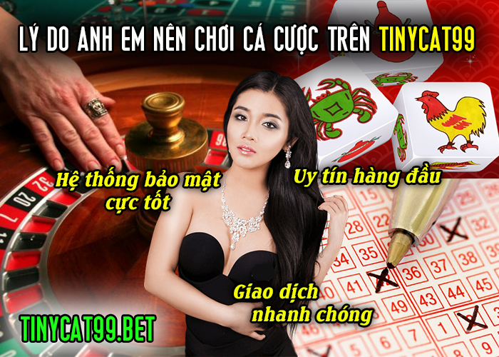 lí do nên chơi cá cược tinycat99, Chơi cá cược tại Tinycat99, choi ca cuoc tinycat99