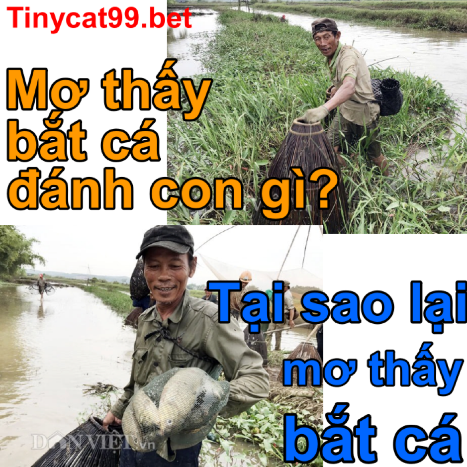 nằm mơ thấy bắt cá