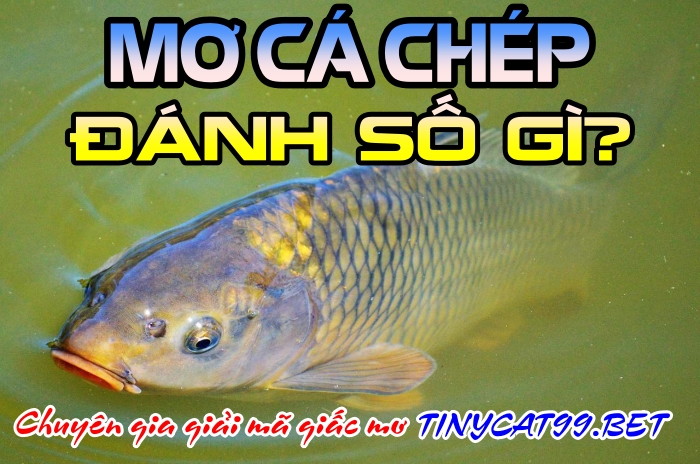 mơ thấy cá chép, mơ thấy cá chép đánh con gì, mo thay ca chep, nam mo thay ca chep