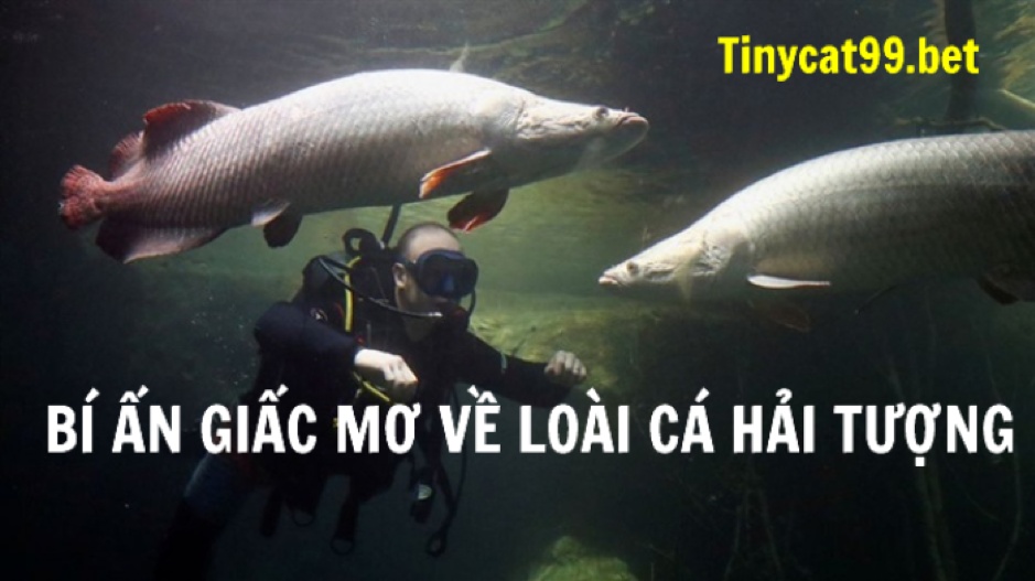 Mơ Thấy Cá Hải Tượng