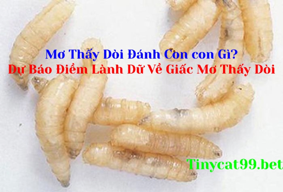 mơ thấy dòi