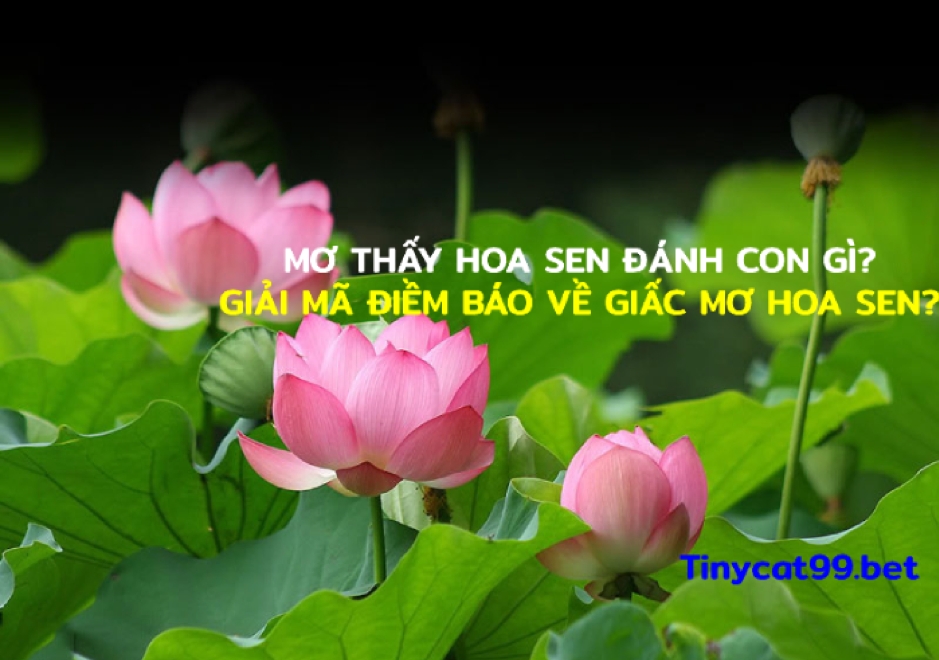 mơ thấy hoa sen