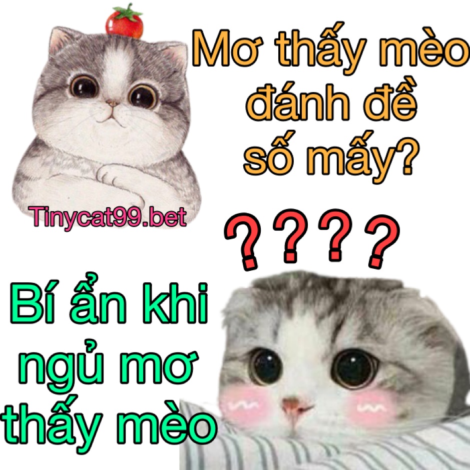 mơ thấy mèo