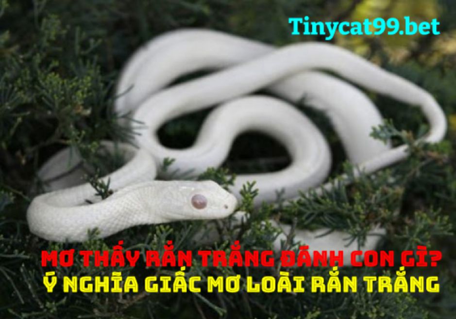 Lý giải nguyên do mơ thấy rắn trắng