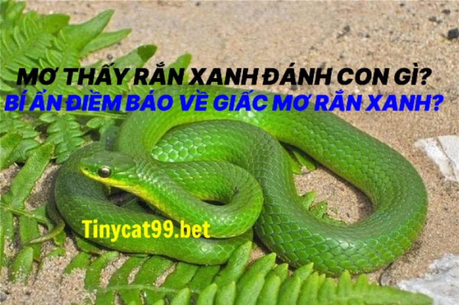 Mơ Thấy Rắn Xanh